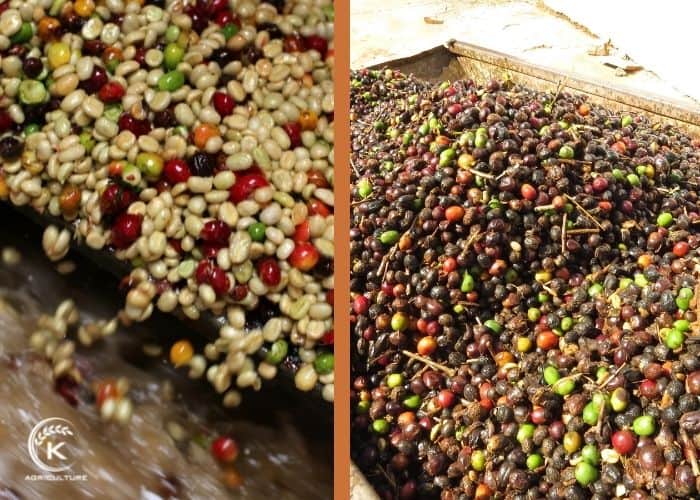 Export of high-quality, washed Arabica beans.